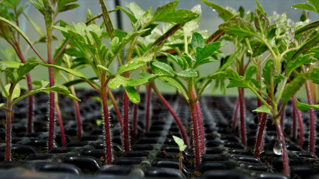 bandejas forestales para cultivar esquejes de plantas