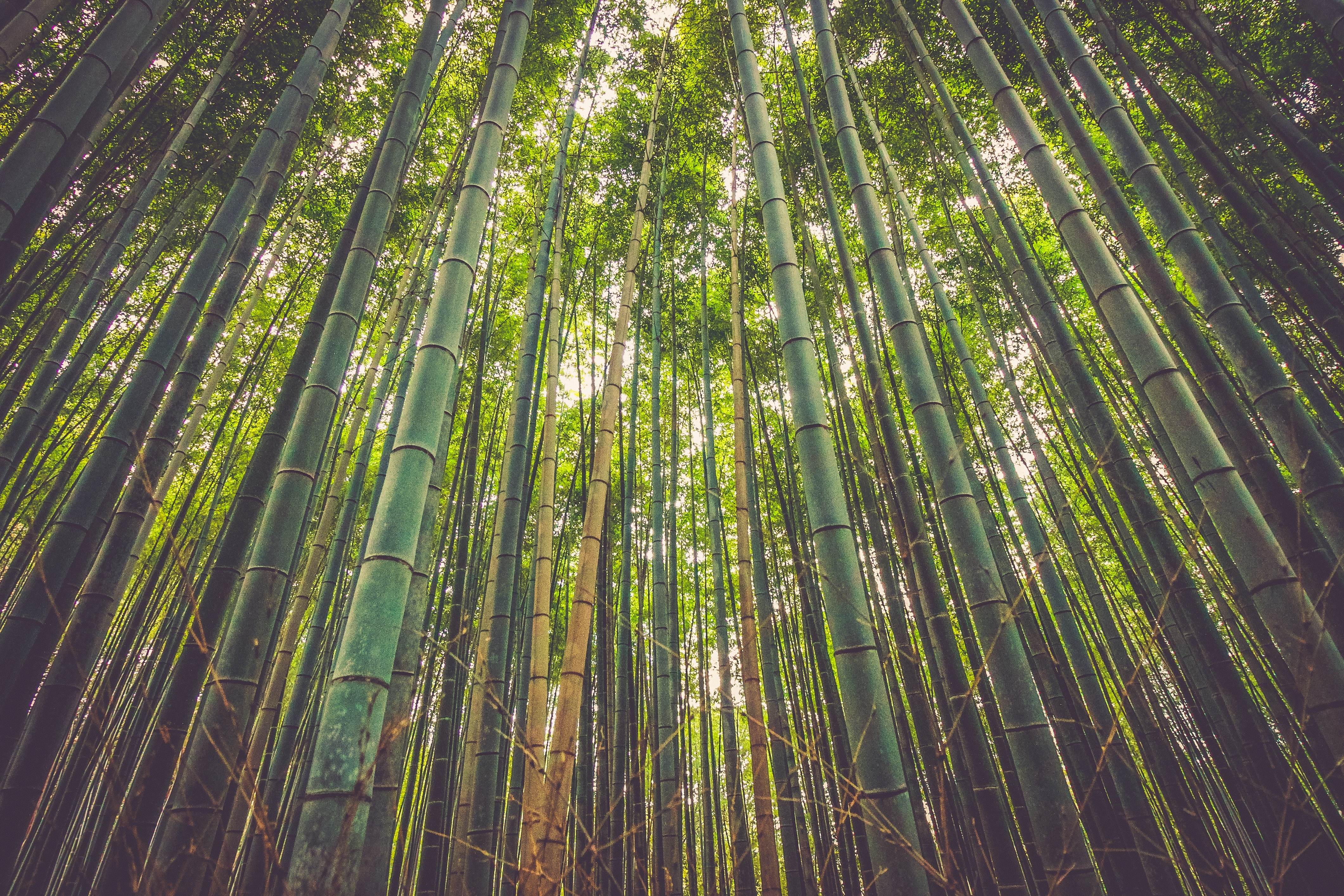 plantación de cañas de bambú verdes