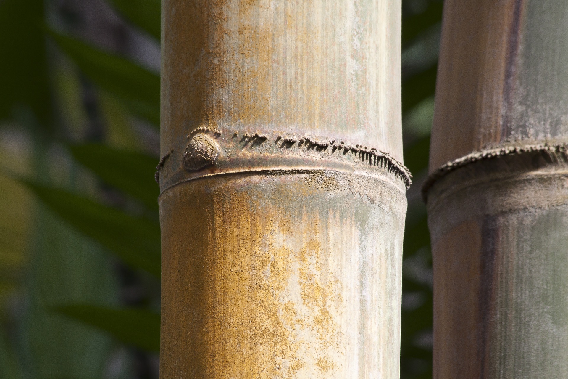 caña de bambú de gran calibre