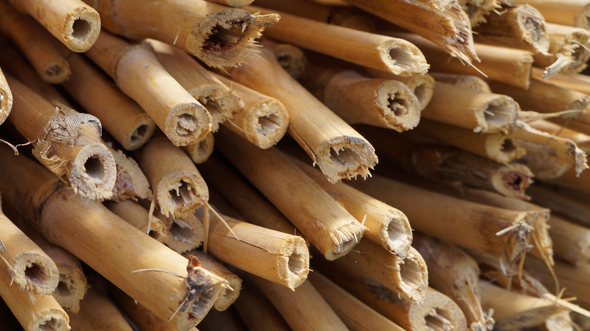 uso de las cañas de bambú para entutorar cultivos