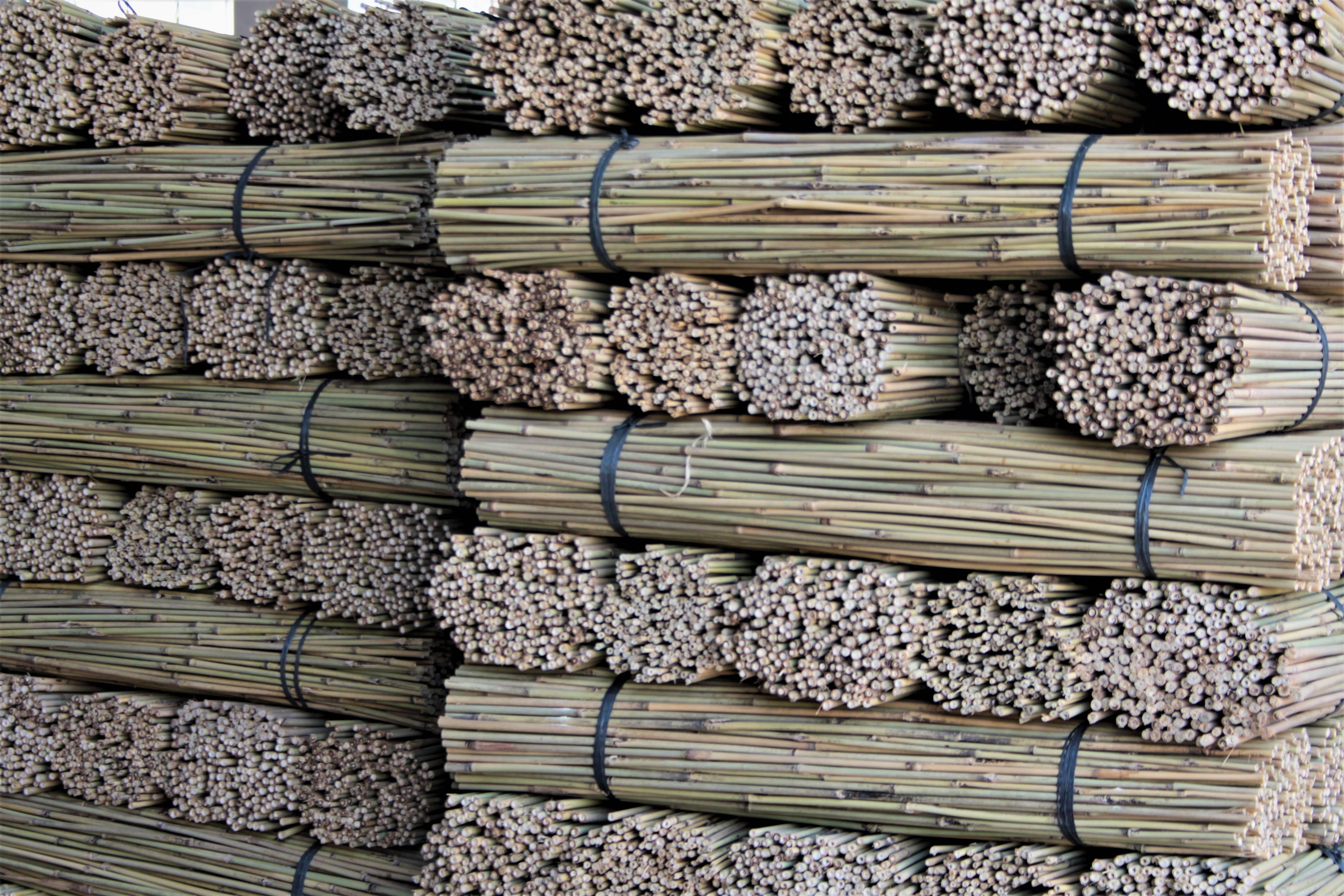 Compra paquetes de cañas de bambú baratos para entutorar cultivos