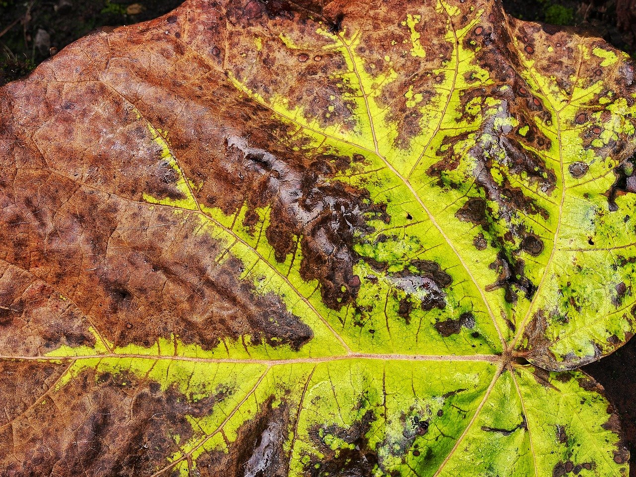 necrosis en las hojas de una planta por deficit de calcio