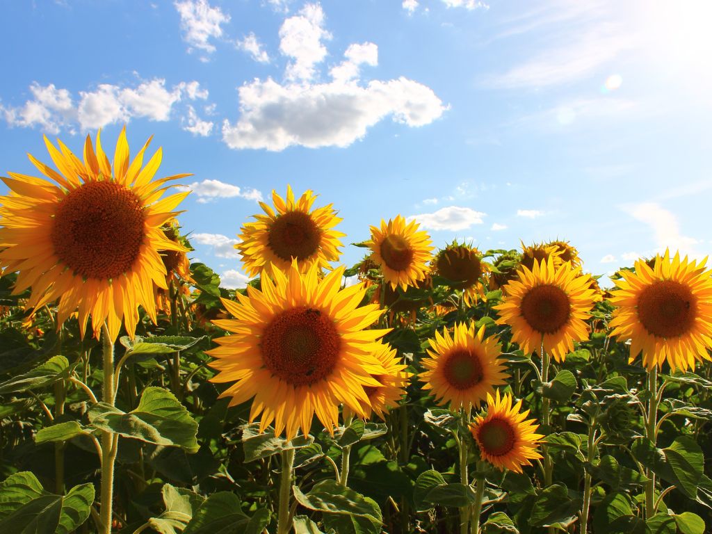 girasoles naturales plantados en campo