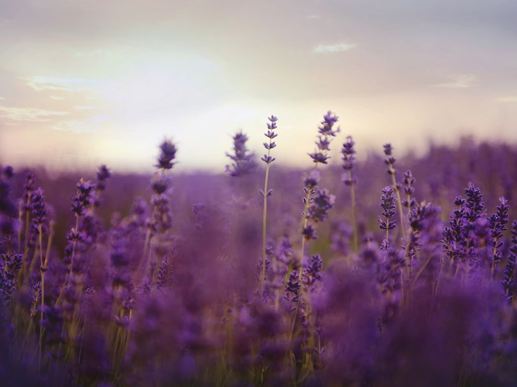 lavanda perenne silvestre