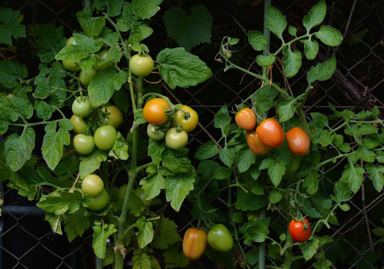 malla triple torsion para entutorar tomates