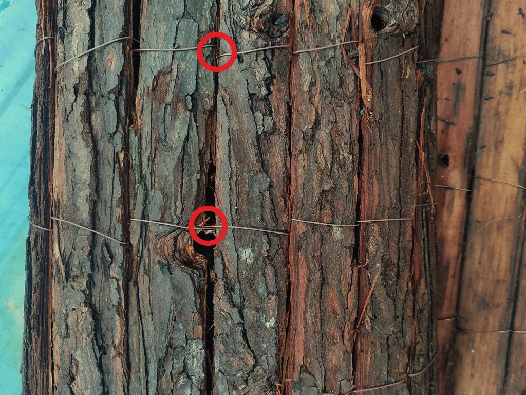 Brezo de corteza de pino natural