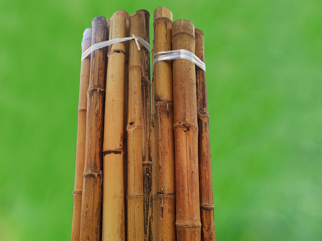Bambu ejemplar en paquetes