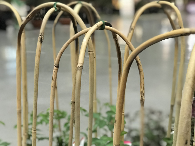 tutores de bambu en forma de arco