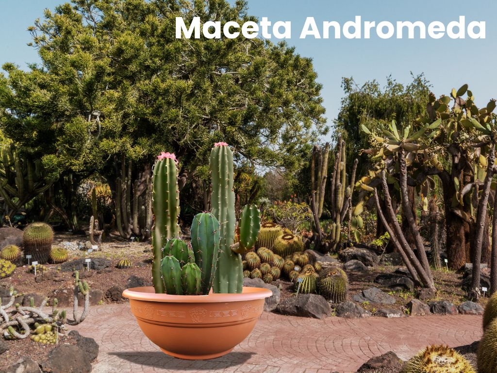 Maceta ANDROMEDA para suculentas con diseño decorativo en relieve