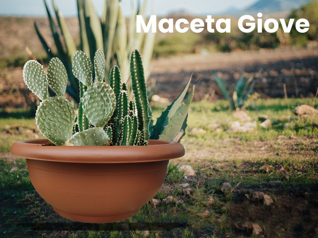 Maceta GIOVE para cactus grandes o bonsáis, en acabado terracota