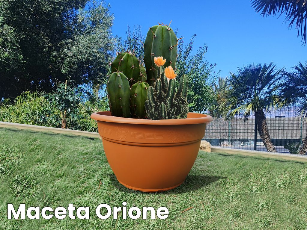 Maceta ORIONE decorativa de estilo clásico con cactus