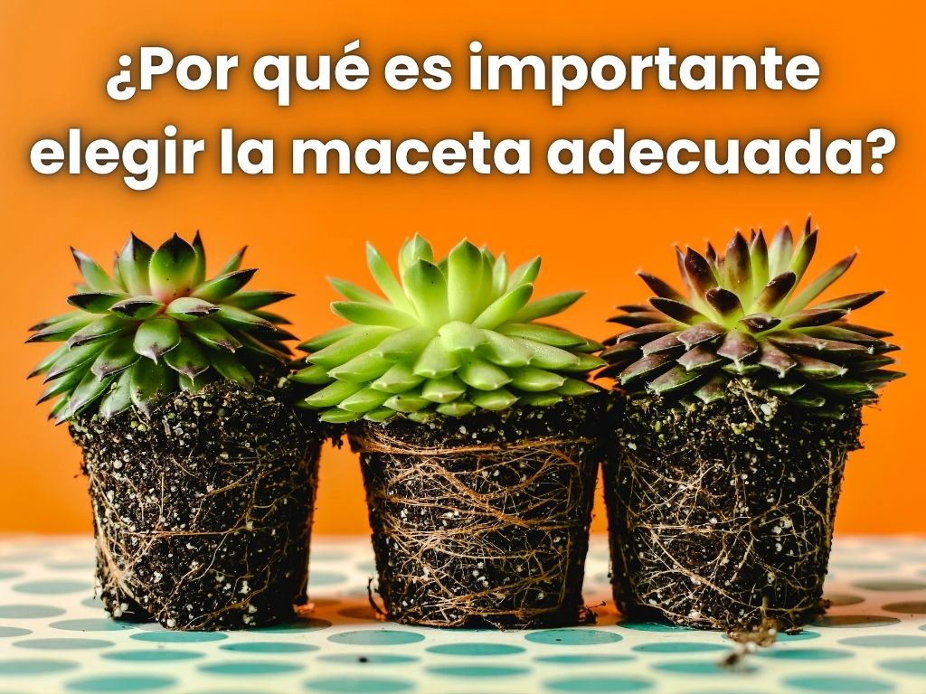 Macetas con orificios de drenaje ideales para suculentas y cactus