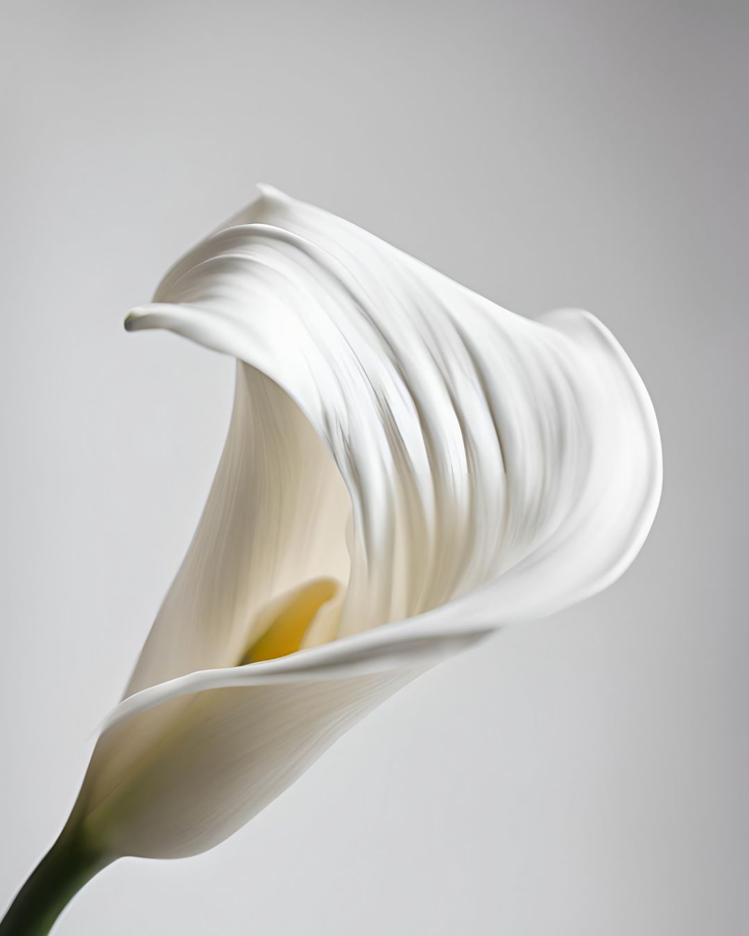 Lirio blanco en fondo gris
