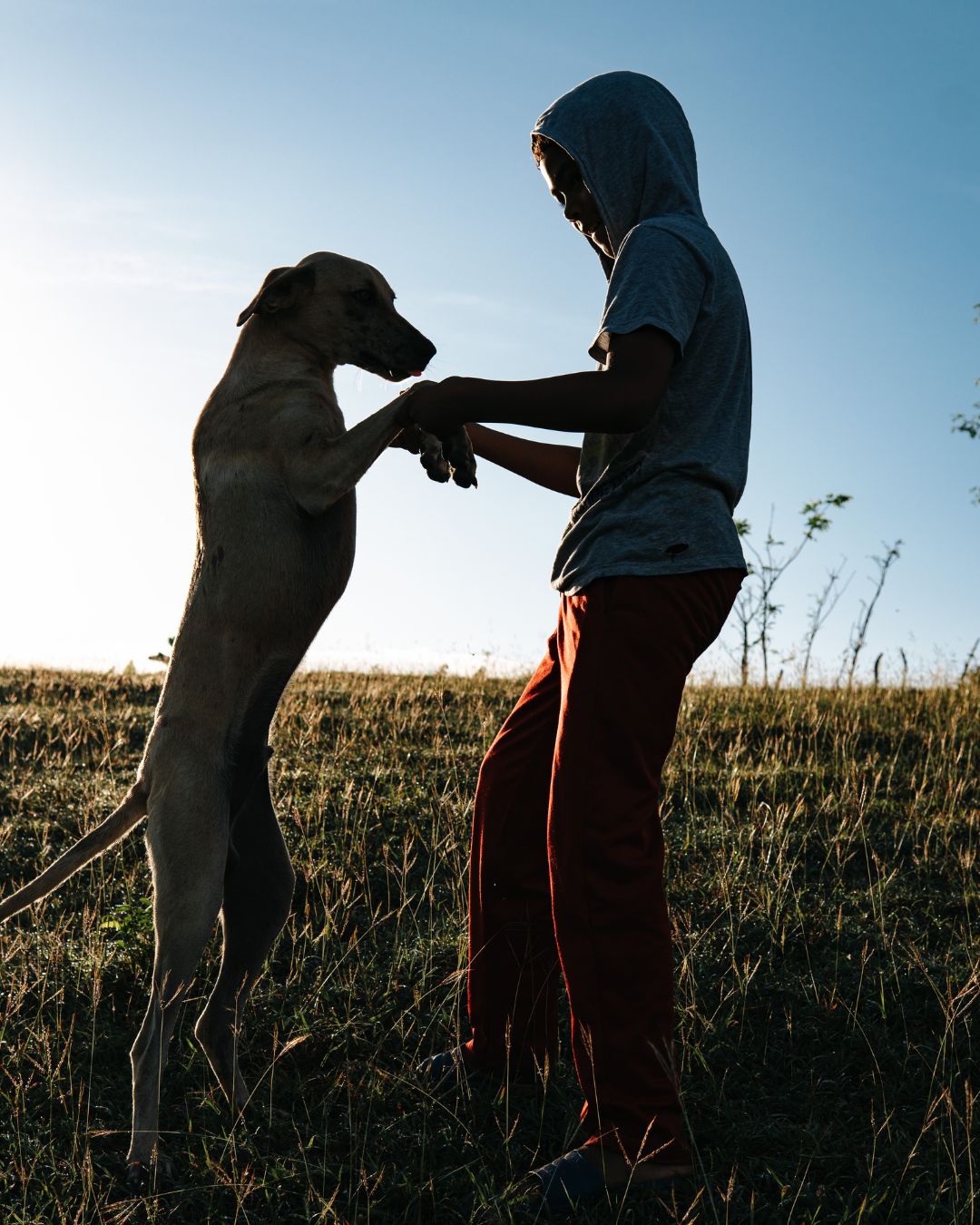Perro a dos patas apoyado en niño