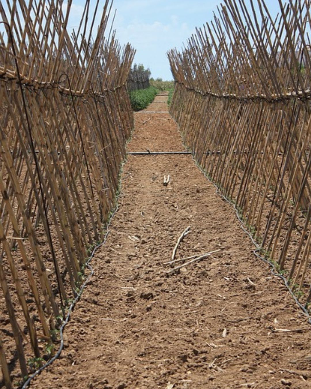 Estructura piramidal hecha con tutores de bambú