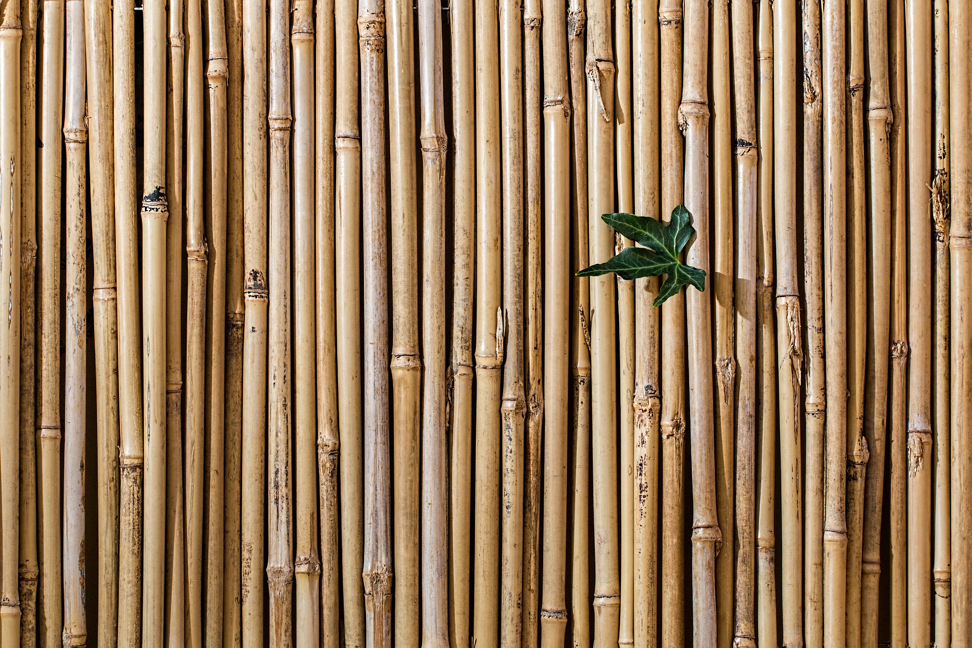 Hermosas ideas para decorar con bambú  Decoración de unas, Ideas de bambú,  Cañas de bambu decoracion