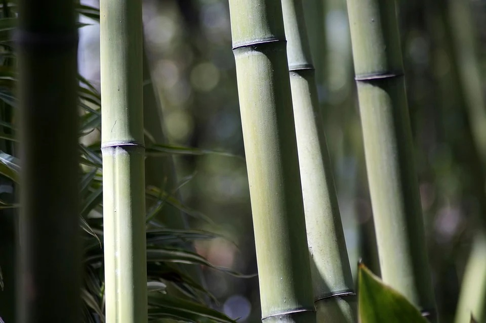 comprar tutores de bambu para agricultura
