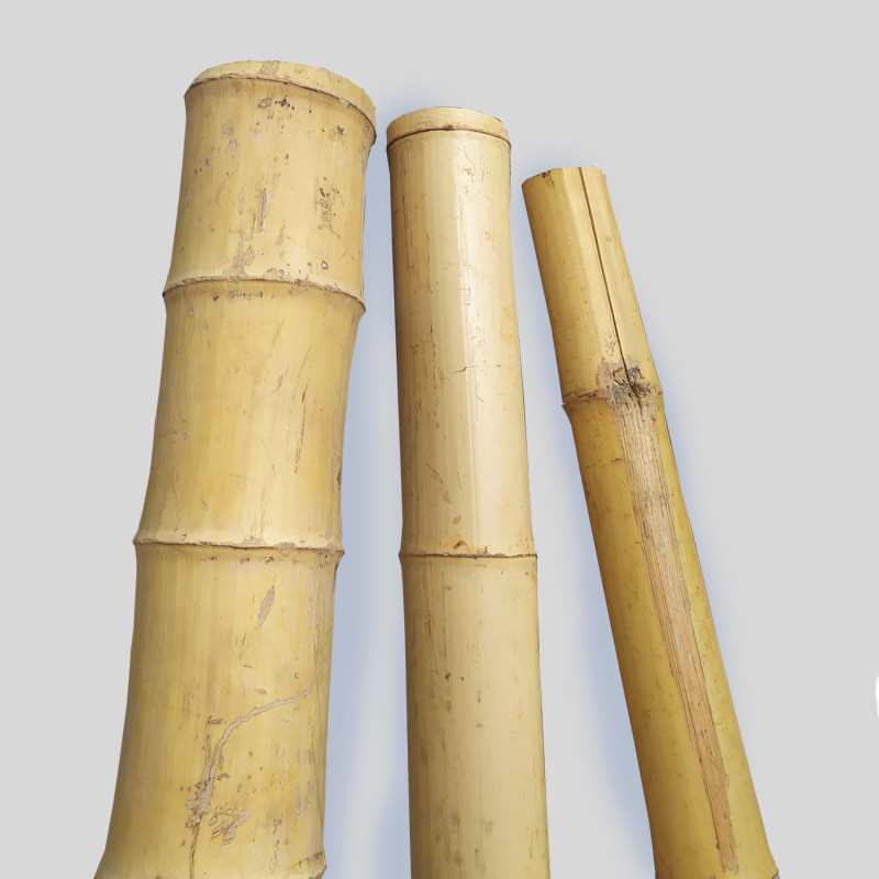 Cañas de bambú ejemplares