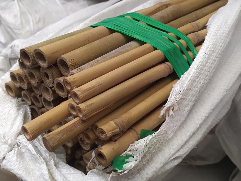▷ Bambú ejemplar  Cañas de bambú para decoración
