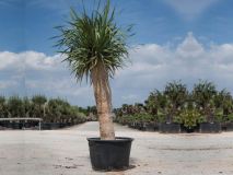 CUBETA SIN ASAS-0285 LIT.Ø90 ALT.55 CM. GEO